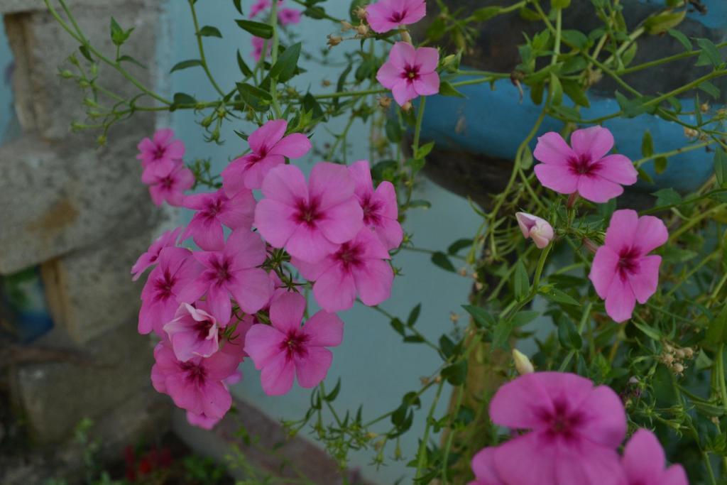 Ella Fresh Point Homestay المظهر الخارجي الصورة