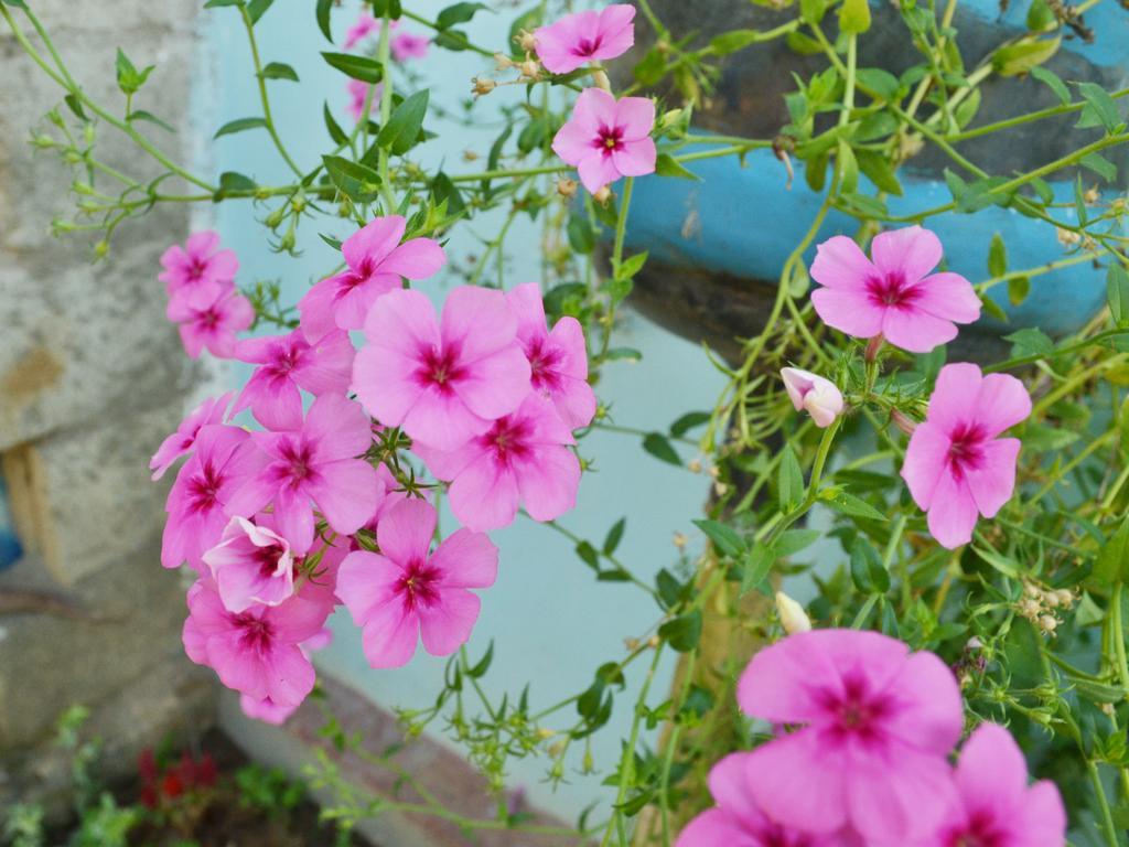 Ella Fresh Point Homestay المظهر الخارجي الصورة